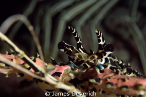 Lobster close up with lobster leg background. by James Deverich 
